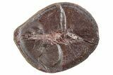 Fossil Shark (Palaeoxyris) Egg Case (Pos/Neg) - Mazon Creek #269702-2